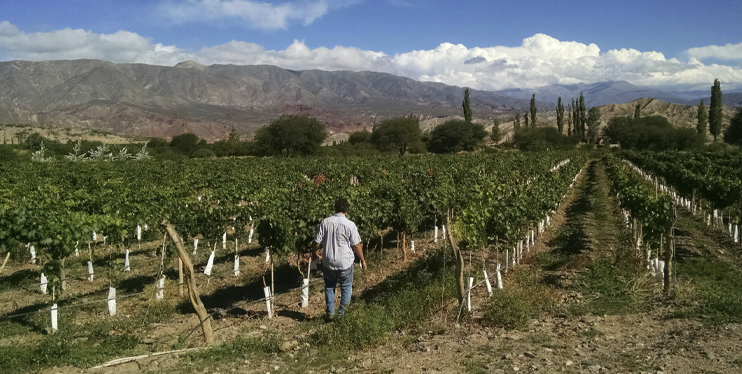 Vinos de Extrema Altura
