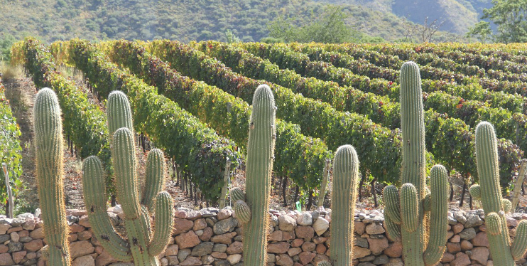 Vinos de Extrema Altura