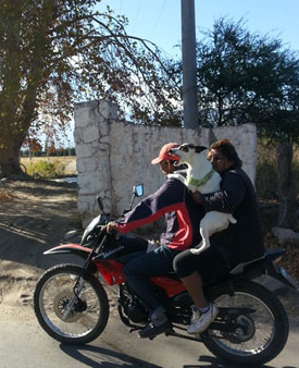 Dog riding a motorcycle through the streets of Cafayate